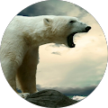 Roy Andersen's Profile Image