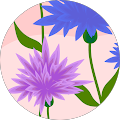 Donna Pandolfi's Profile Image