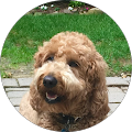 K Puff's Profile Image