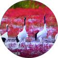 Yumei Hou's Profile Image