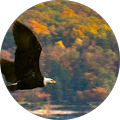 Mike Connors's Profile Image