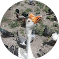 profile-photo