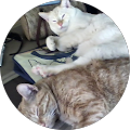 Lisa Litle-Valle's Profile Image