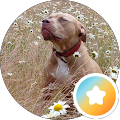 xdogs2