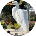Salvatore Pernice's Profile Image
