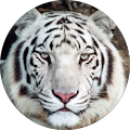 Tony Garcia's Profile Image