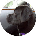 Michele Dean's Profile Image