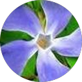 user-pic