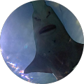 Bridget Young's Profile Image