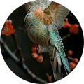 Angie Barnes's Profile Image