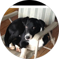 Reviewer profile photo
