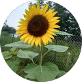 Reviewer profile photo