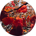 Reviewer profile photo Reviewer profile photo