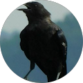 RiverCrow