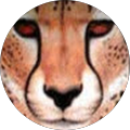 Profile Photo of Steve Thurmon