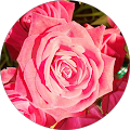 Giamiapia Beepeetee's Profile Image