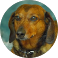 Renae Hawkins's Profile Image