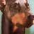 Robert Caputo's profile image