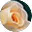 Stella Wang's Profile Image
