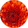 Reviewer profile photo