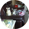 Lois Strock's Profile Image