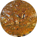 profile-photo