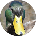 MARY ANN CURCIO's Profile Image