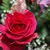 Dawn Layman's profile image