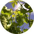 Taddei Vineyards