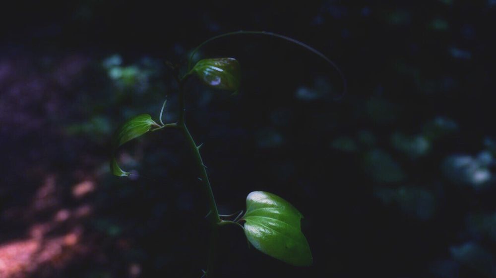 Diana K.'s profile image