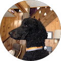 Tom Evans's Profile Image