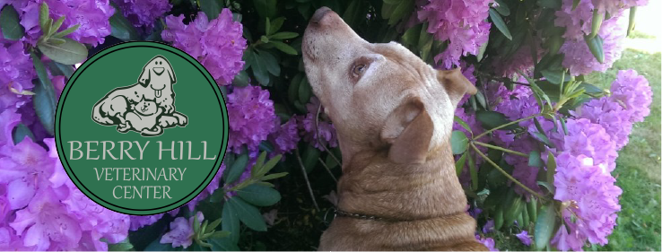 berry hill pet hospital