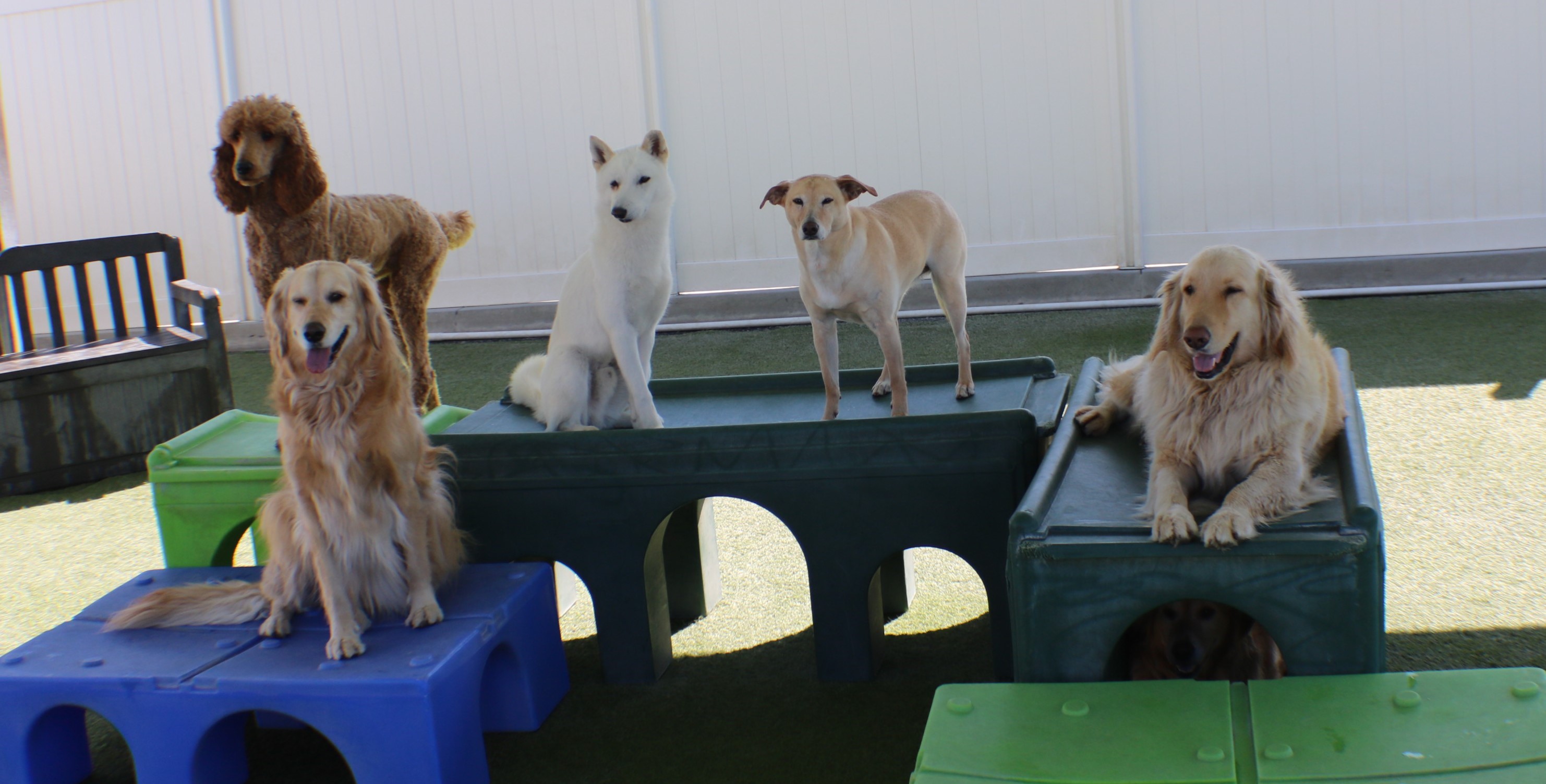 ruffhouse pet resort