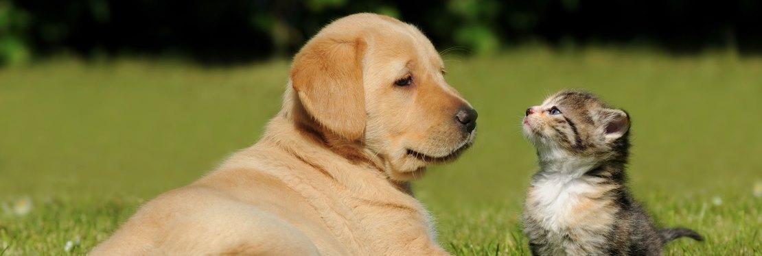 lynwood veterinary clinic