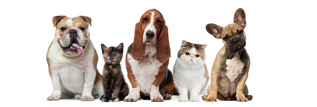 South Suburban Animal Hospital's cover image