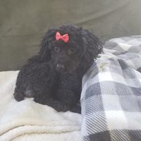Crystal Swanson's profile image