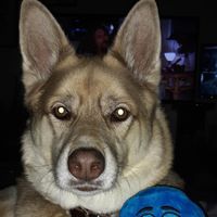 Sue Radosevich's profile image