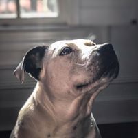 Shannon Eddy Luxford Potter's profile image