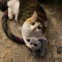 Courtenay Hilgeman-Garver's profile image