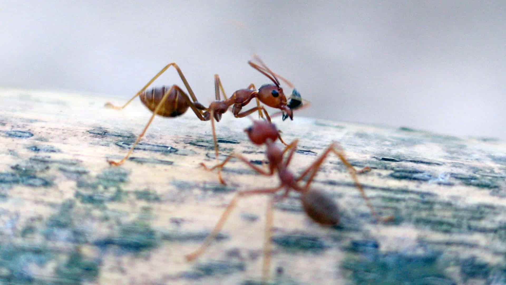 NEVER PESTS PEST CONTROL's cover image