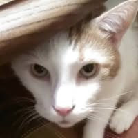 Alice Hutchinson Melville's profile image