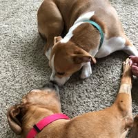 Tammy Cookus Lang's profile image