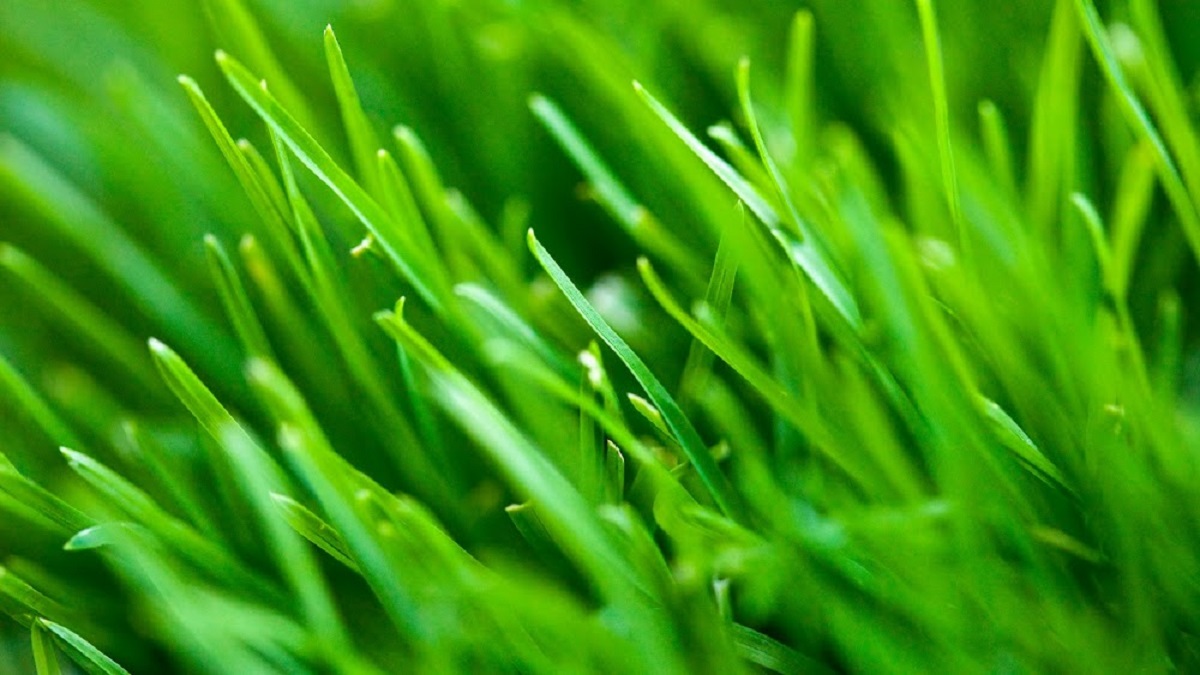 SodLawn's cover image