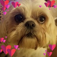 Amy Spencer Castle's profile image