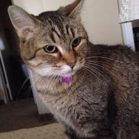 Shella Culver's profile image