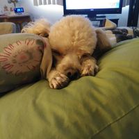 Nancy Reitz's profile image