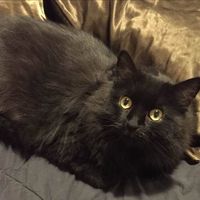 Rob Semones's profile image
