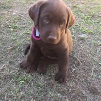 Chris Chambers Budwill's profile image