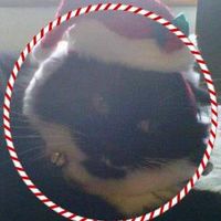 Kristine Ward's profile image