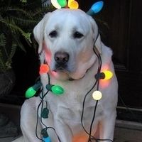 Melissa Von's profile image